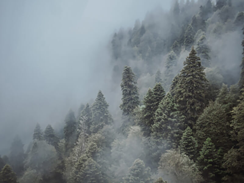 Вид на горные ёлки в густом тумане
