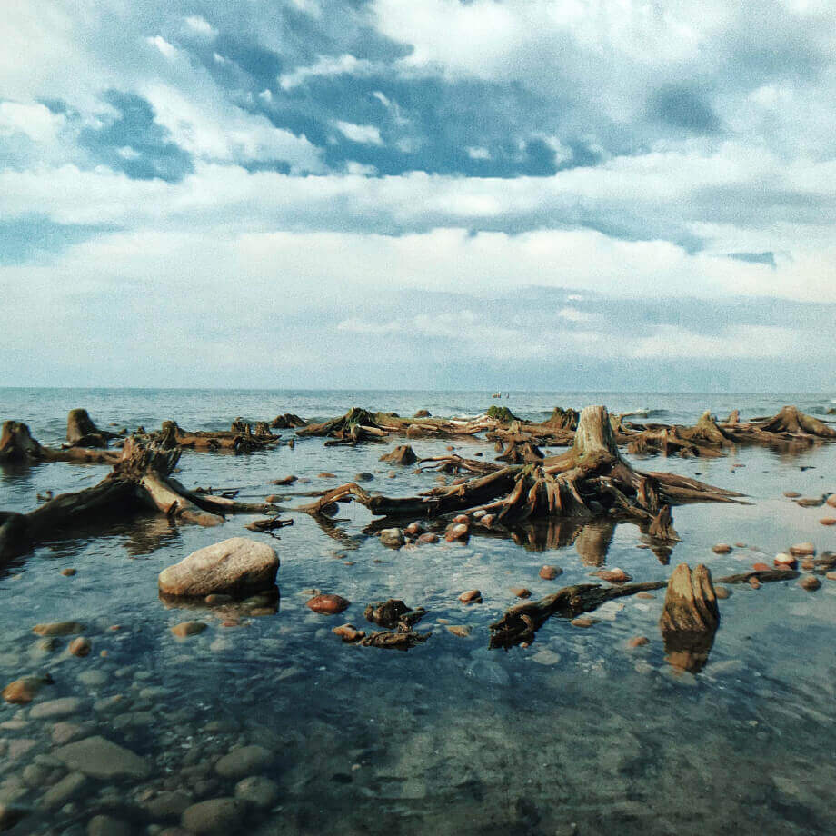 Каменный берег моря с мощными пнями
